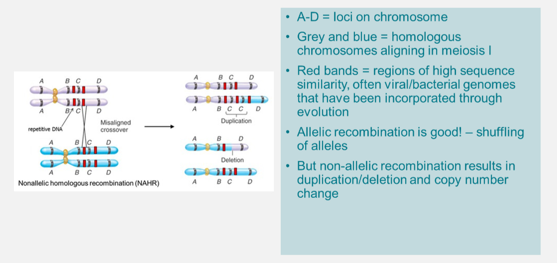 <p><span style="font-family: UICTFontTextStyleBody; font-size: 17px;">Structural variant where a region of DNA is duplicated or deleted.</span></p><p class="p1"></p><p class="p1"><span style="font-family: UICTFontTextStyleBody; font-size: 17px;">Usually &gt;1 kb in size.</span></p><p class="p1"><span style="font-family: UICTFontTextStyleBody; font-size: 17px;">Caused by non-allelic homologous recombination during meiosis.</span></p><p class="p1"><span style="font-family: UICTFontTextStyleBody; font-size: 17px;">~12% of the genome is affected by CNVs.</span></p><p class="p1"><span style="font-family: UICTFontTextStyleBody; font-size: 17px;">Each person carries ~100 CNVs.</span></p><p class="p1"><span style="font-family: UICTFontTextStyleBody; font-size: 17px;">Can delete or duplicate genes → sometimes pathogenic.</span></p>