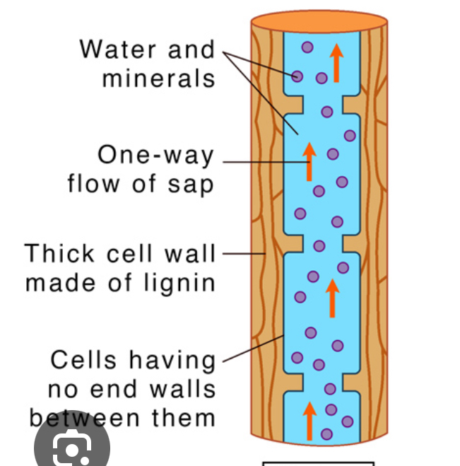 term image