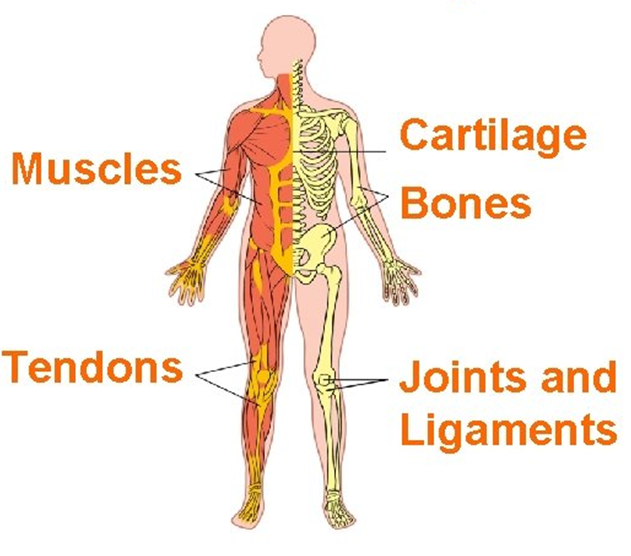 <ul><li><p>Bones</p></li><li><p>Muscles</p></li><li><p>Connective tissue</p><ul><li><p>Cartilage</p></li><li><p>Ligaments</p></li><li><p>Tendons</p></li></ul></li></ul><p></p>
