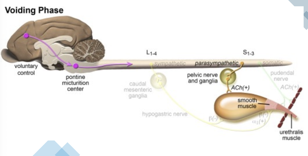 <p>contraction for the voiding phase</p>