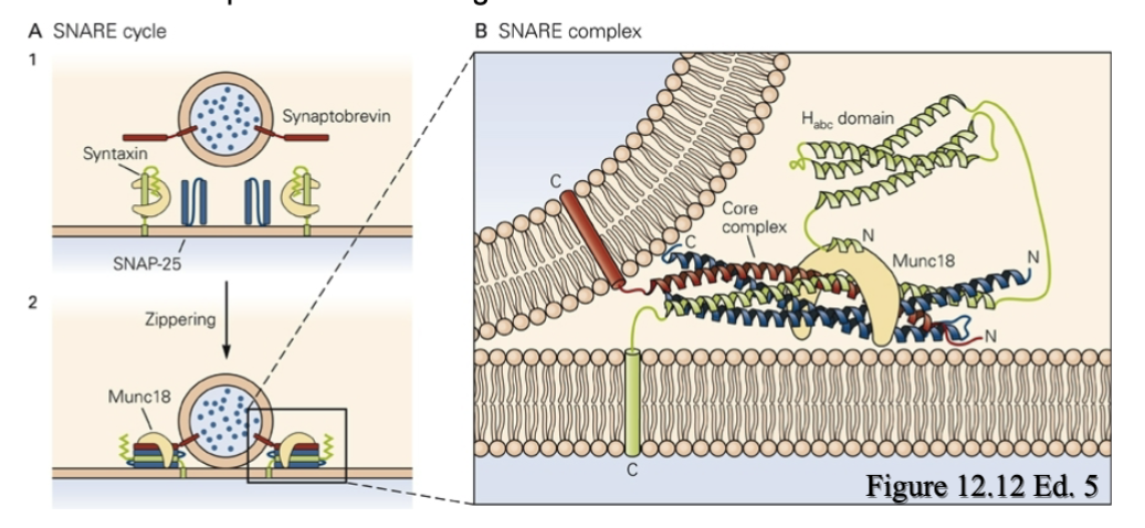 SNARE Complex made of one V-SNARE (Synaptobrevin) and two T-SNARES (SNAP 25 and Syntaxin) to create a 4 motif complex

* Active zone membrane contains the T-SNAREs and the vesicle contains the V-SNAREs
* Munc18 is used to stabilize the complex when it comes together at the active zone
* SNARE complex pulls the vesicle and membrane together so they are 2nm apart