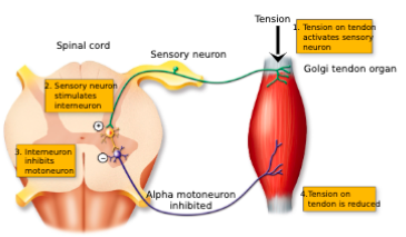 <p>disynaptic reflex</p>