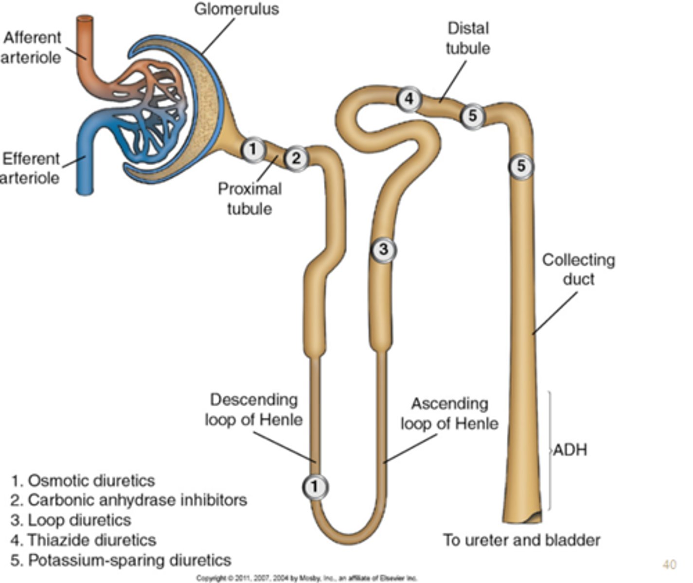 <p>From the Bowman's Capsule, filtrate passes through the proximal convoluted tubule, to the Loop of Henle, to the distal convoluted tubule,</p><p>and then to the collecting ducts.</p>