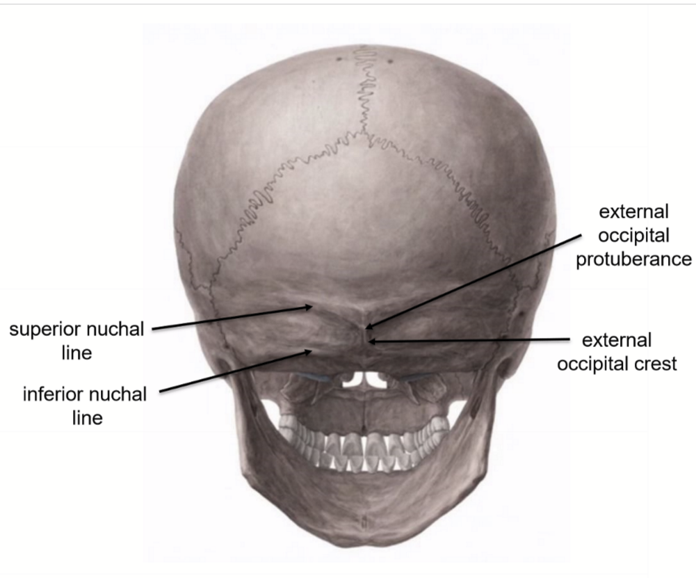 <ul><li><p>superior nuchal line (trapezius, splenic capitis, and occipitalis muscle attach here)</p></li><li><p>inferior nuchal line (attachment site for 3 deep neck muscles)</p></li><li><p>external occipital crest </p></li><li><p>external occipital protuberance (marks junction of head and neck) </p></li></ul><p></p>