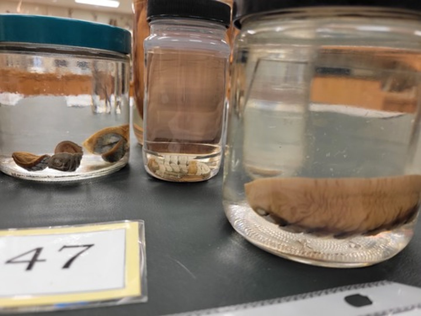 <p>Identify taxonomy</p>