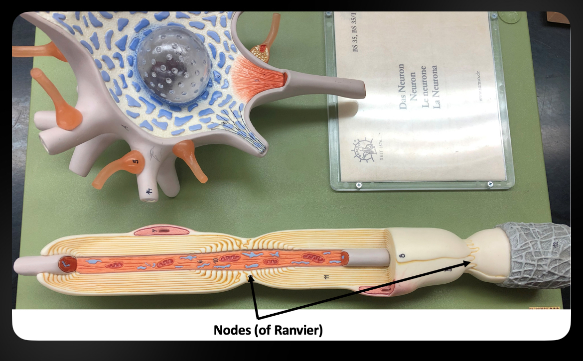 <p>Nodes of Ranvier</p>