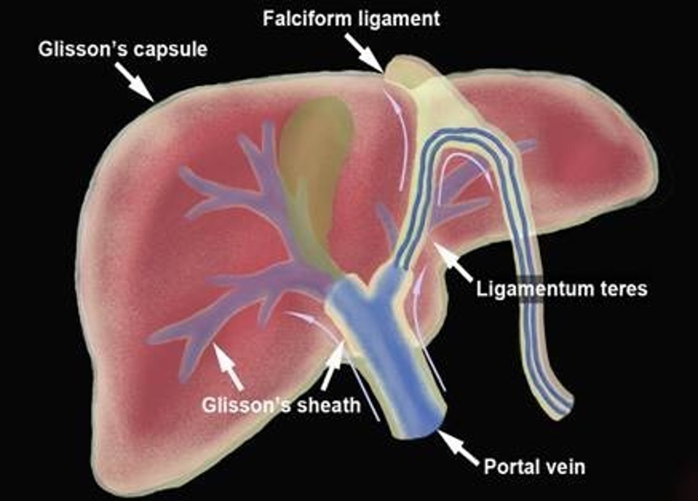 <p>Fibrous capsule that encloses the liver</p>