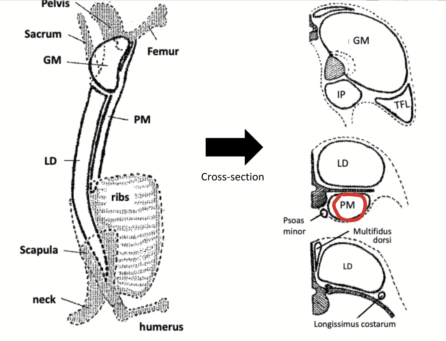 <p>Muscle found ventral the level of the transverse processes of the lumbar vertebrae. Originates ventrally to the last couple of ribs in the ribcage.</p><p>Continues posteriorily from the loin into the sirloin. Joined by the iliacus, the two together given a compound name (ilipsoas).</p><p>The cross-sectional area increases towards the sirloin.</p>