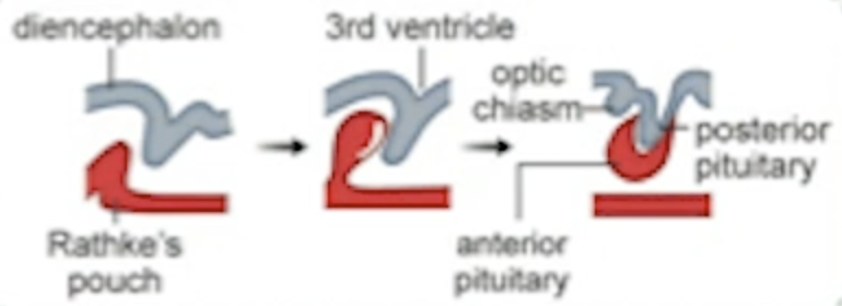 <p>This embryonic structure originates from the oral ectoderm and contributes to the formation of the anterior pituitary. </p><p>AP appears as Rathke’s pouch tissue overlaps the tissue of diencephalon.</p>