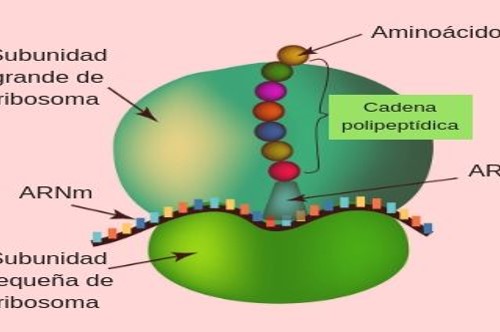 <p>-Fabrican proteínas. -Partículas pequeñas encontradas libres en el citoplasma o adheridas a ciertas membranas. -Formados de ARN y proteínas sintetizadas en el nucléolo. -Componentes: subunidad grande y pequeña. cuando se unen producen polipéptidos.</p>