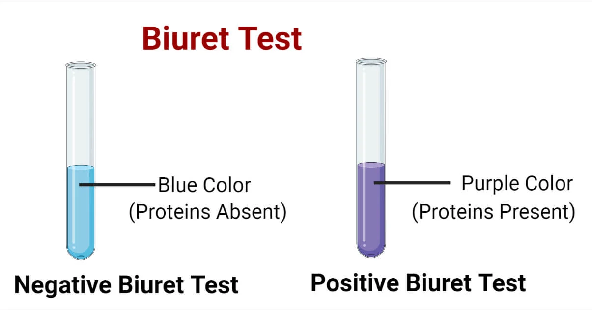 <p><span>A positive reaction in a Biuret test is indicated by</span></p>