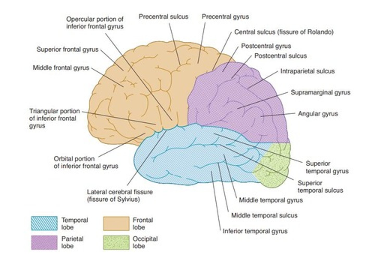 <p>Largest brain part, responsible for higher functions.</p>
