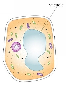 A cell organelle that stores materials such as water, salts, proteins, and carbohydrates.
