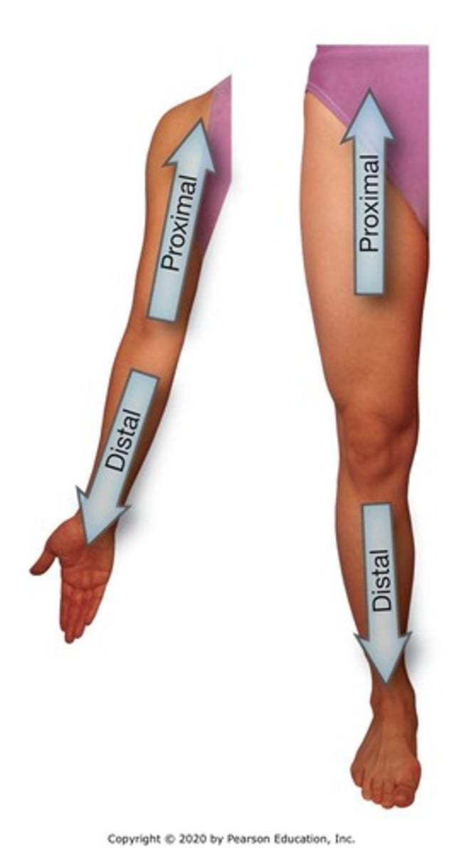 <p>Moving away from the fingers or toes toward the trunk.</p>