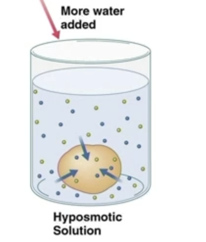 <ul><li><p>Solution has less solute than another solvent</p></li></ul><p></p><ul><li><p>If solution is hyposmotic to the sample, the sample is hyperosmotic to the solution, causing the sample to swell</p></li></ul><ul><li><p>Sample will shrink if it is hyposomotic to the solution</p></li></ul><p></p>