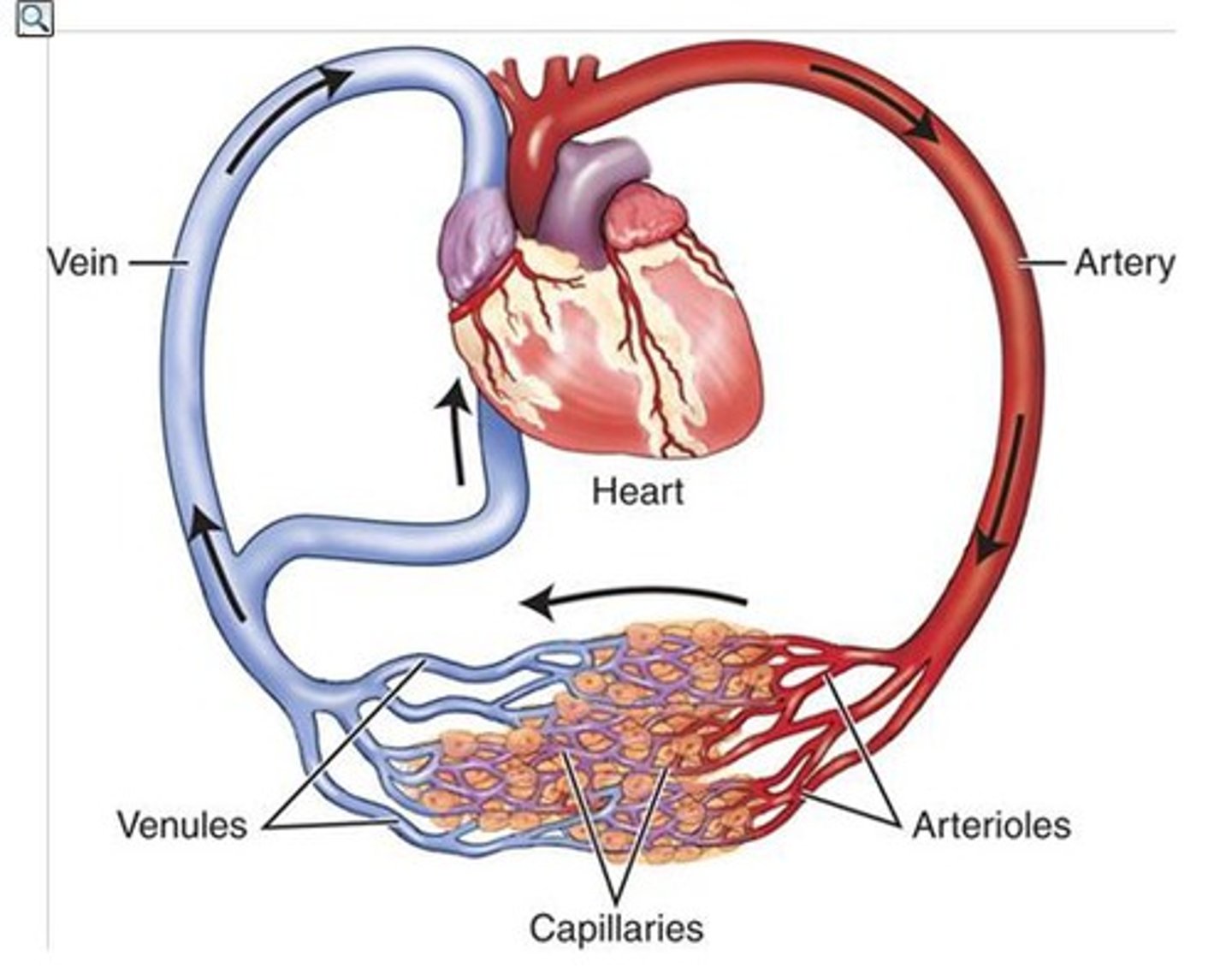 <p>• artery takes blood away from the heart, vein returns blood to the heart</p><p>• Vena Cava supplies R atrium (with deoxygenated blood from body)</p><p>• Pulmonary Vein supplies L atrium (with oxygenated blood from lungs)</p><p>• R ventricle supplies Pulmonary Artery (deoxygenated blood to lungs)</p><p>• L ventricle supplies Aorta (oxygenated blood to body)</p>