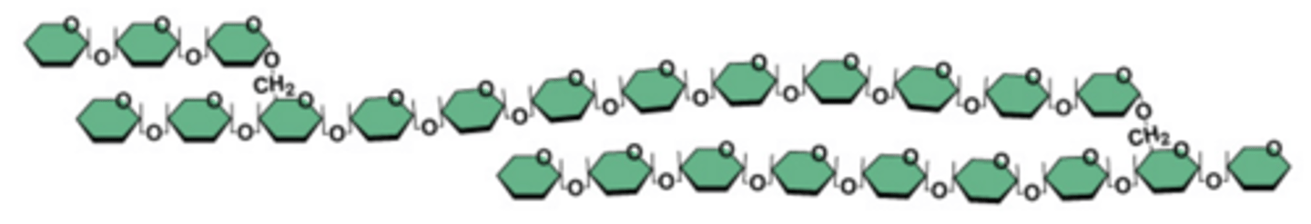 <p>Large carbohydrate made up of many monosaccharides</p>