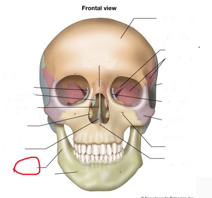 <p>also ramus</p>