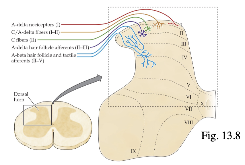 <p>I = A-delta nociceptors</p><p>I-II = C/A delta fibres</p><p>II = C fibres (substantia gelatinosa)</p><p>II-III = A-delta hair follicle afferents</p><p>II-V = A-beta hair follicle and tactile afferents</p>