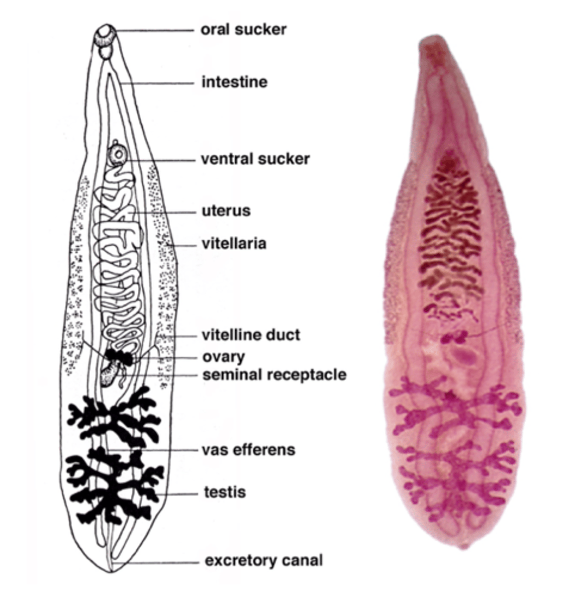 <p>-2 suckers (Digenea)</p><p>a. oral (anterior)</p><p>b. acetabulum (ventral)</p><p>-Digestive tract</p><p>a. oral cavity (mouth)</p><p>b. pharynx (muscular pump)</p><p>c. esophagus</p><p>d. intestinal ceca</p><p>-Nutrition</p><p>a. absorption</p><p>b. ingestion</p><p>-Primitive excretion system</p><p>-Hermaphroditic</p><p>(w/ 1 exception)</p><p>a. male and female, and cross as well as self-fertilization occurs</p>