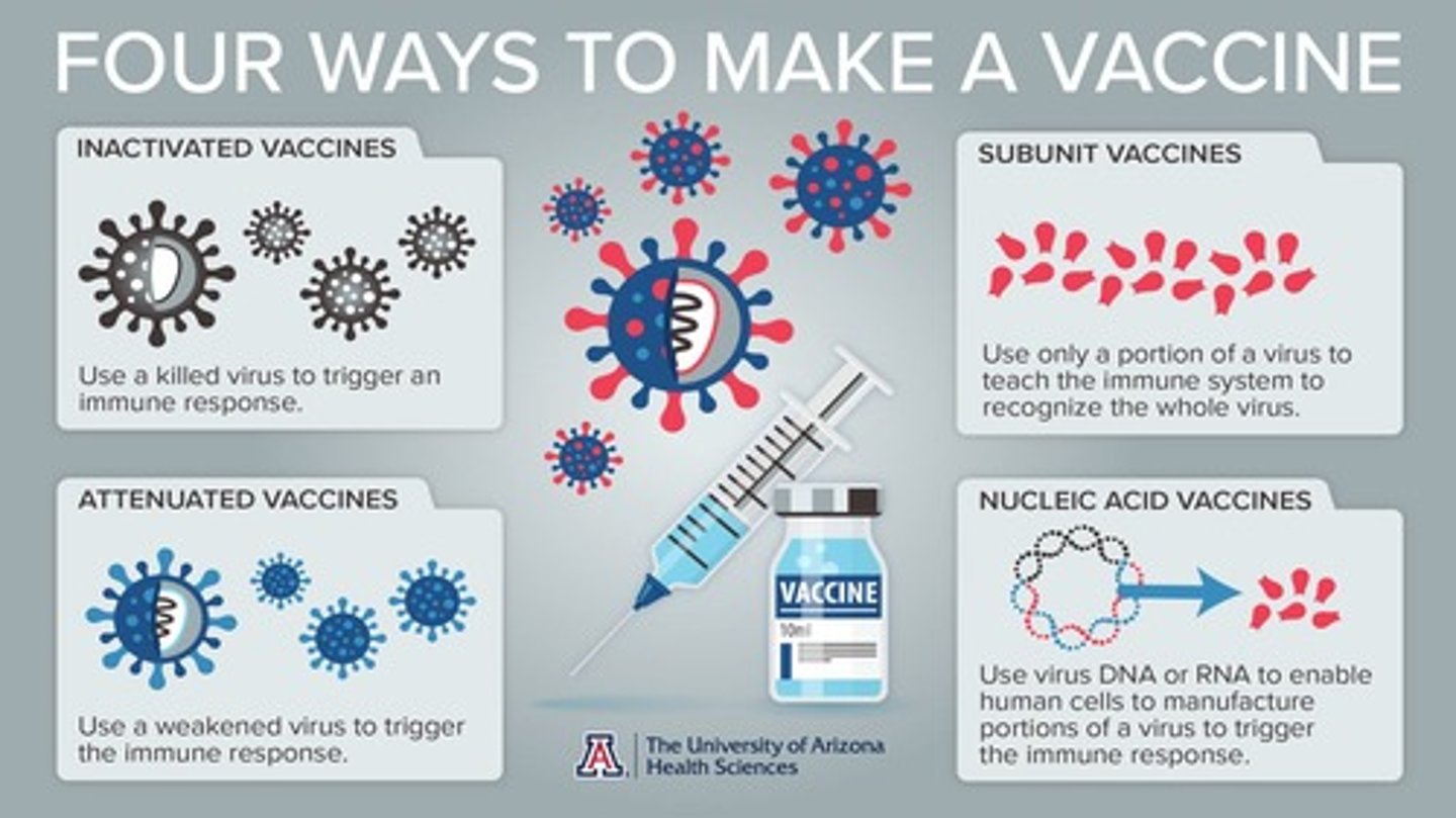 <p>Vaccination initiates a Primary Immune Response, allowing the body to create memory cells against a pathogen.</p>
