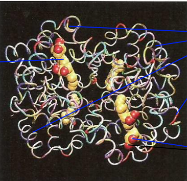 <p>quaternary protein containing 4 polypeptide chains with a haem prosthetic group (Fe2+ which binds to oxygen)</p>