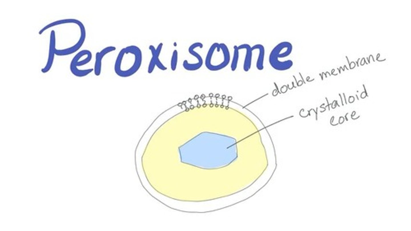 <p>They help break down large molecules and detoxify hazardous substances - Site of synthesis of H2O2 and Site of degradation of H2O2.</p>