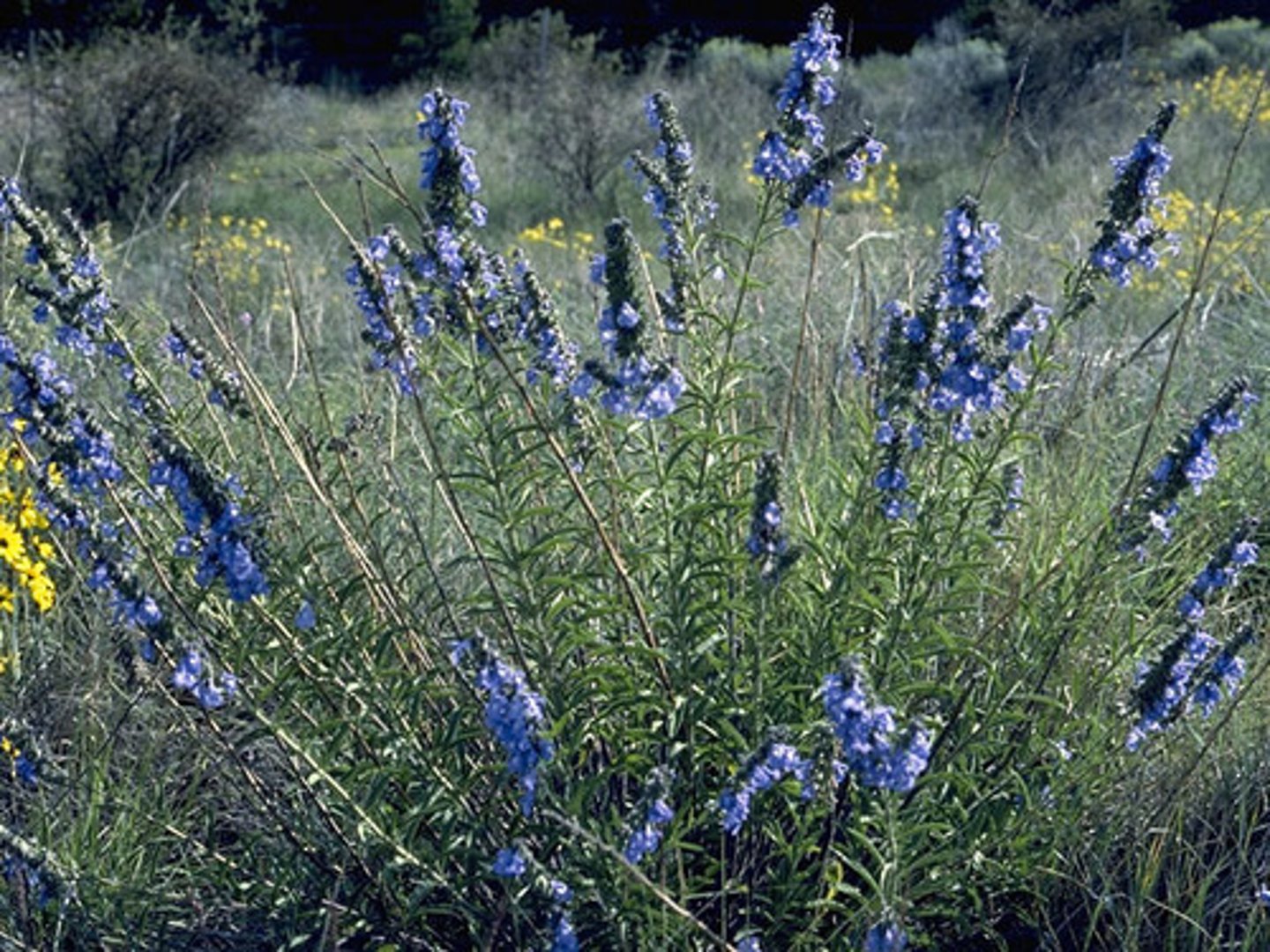<p>Herbaceous perennial with blue flowers, whorled around the square stem and forming a terminal spike-like cluster. thin pointed leaves with entire to serrated margins</p>