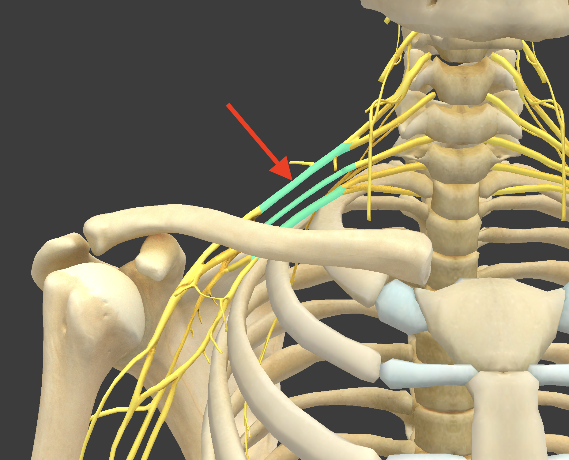 <p>What structure is shown?</p>