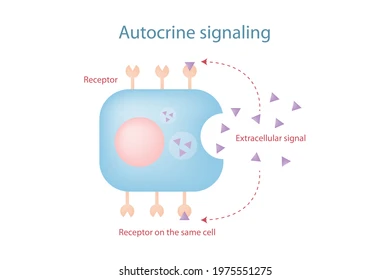 autocrine signaling diagram