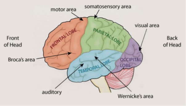 <p>the theory that different areas of the brain are responsible for specific behaviours, processes or activities</p>