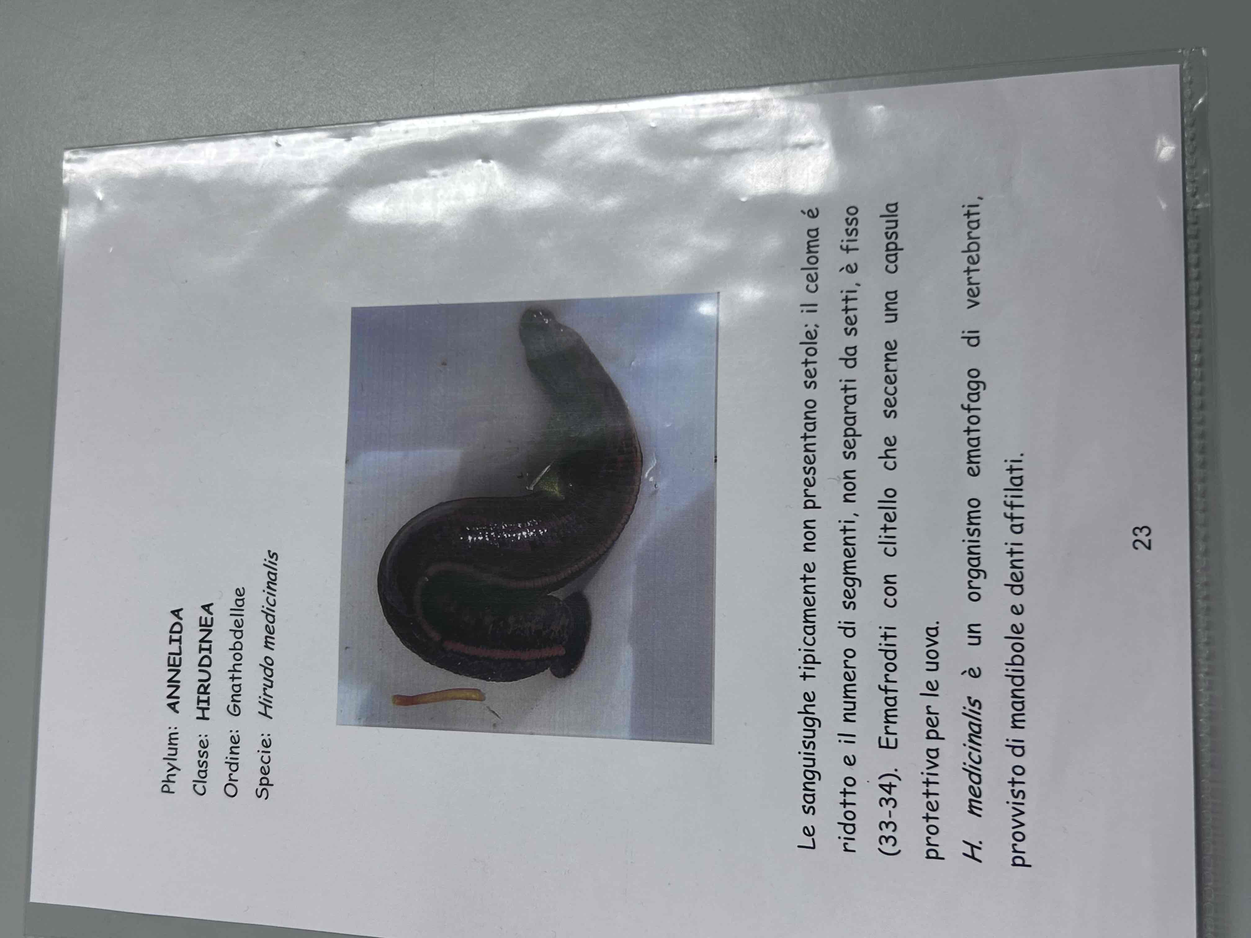 <p>Anellidi</p><p>Clitellati</p><p>Irudinei</p><p>Hirudo medicinalis</p>