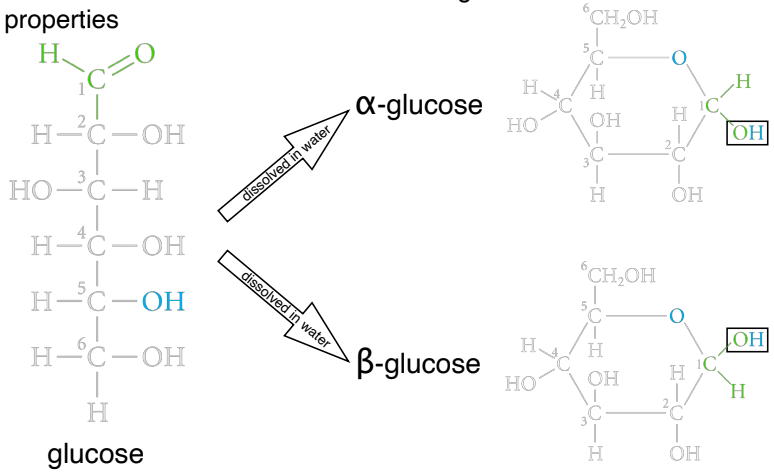 <p>Glucose itself has 3 different structural isomers</p><p>In dry state, glucose has linear structure, but when dissolved in water, molecule folds on itself to form one of two possible ring structures: </p><p>Two isomers of glucose differ only in orientation of a single hydroxyl (-OH) group</p><p>Small structural difference leads to large difference in chemical properties</p><p><strong><span>Starch</span></strong> found in plants (amylose or amylopectin) is a polymer of α-glucose in 1-4 arrangement or 1-6 arrangement respectively</p><p style="text-align: center"><img src="https://knowt-user-attachments.s3.amazonaws.com/bf831e4c-c0d1-4e3c-b7f4-7a8e4d863733.jpeg">digestible</p><p><strong><span>Cellulose</span></strong> found in cell wall of plants is a polymer of β-glucose in 1-4 arrangement - can’t be digested by most animals</p><p style="text-align: center"><img src="https://knowt-user-attachments.s3.amazonaws.com/94f6a974-ff7c-49b0-b63d-74fe17a768f0.jpeg"><strong>not</strong> digestible</p>