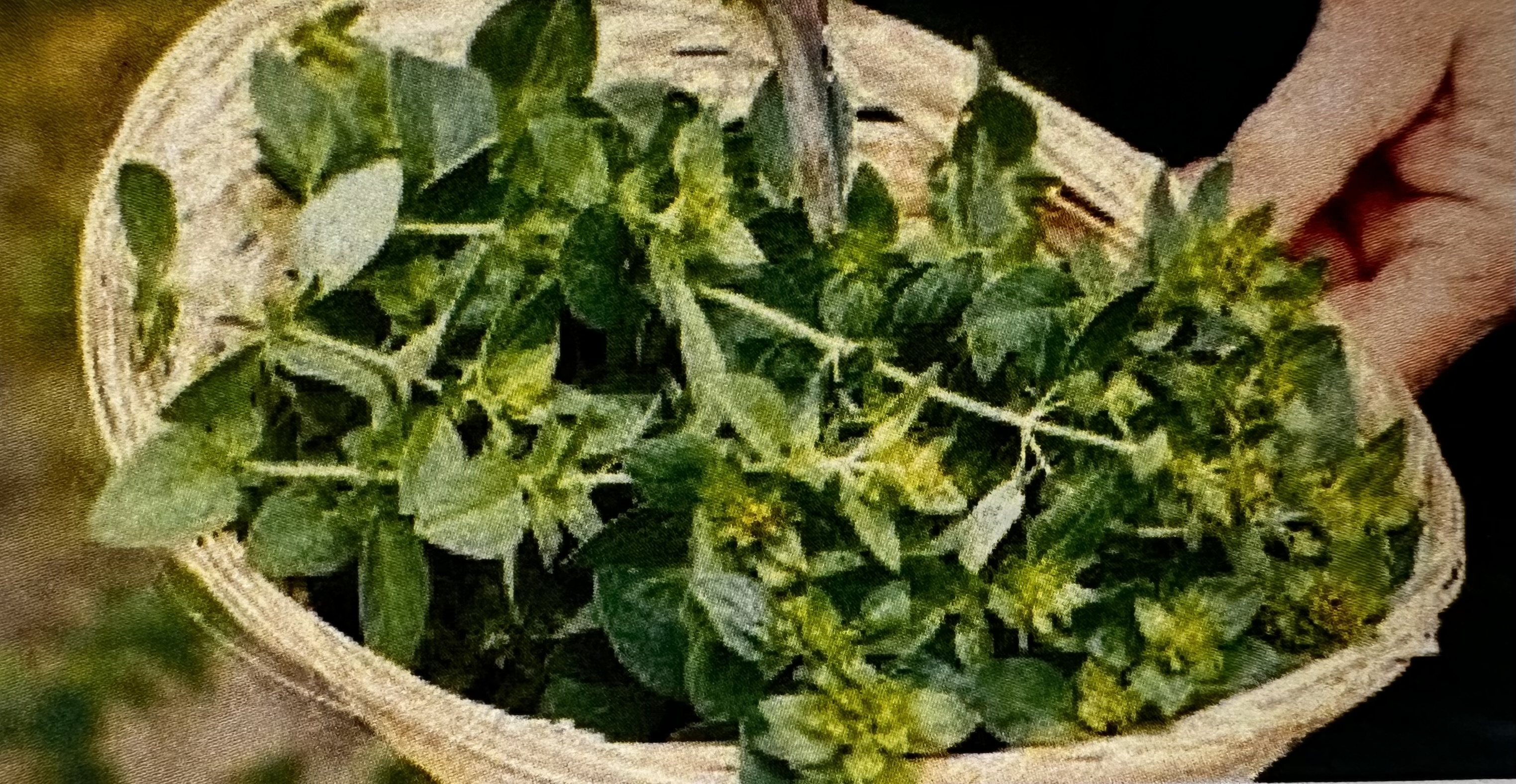 <p>Origanum Vulgare</p>