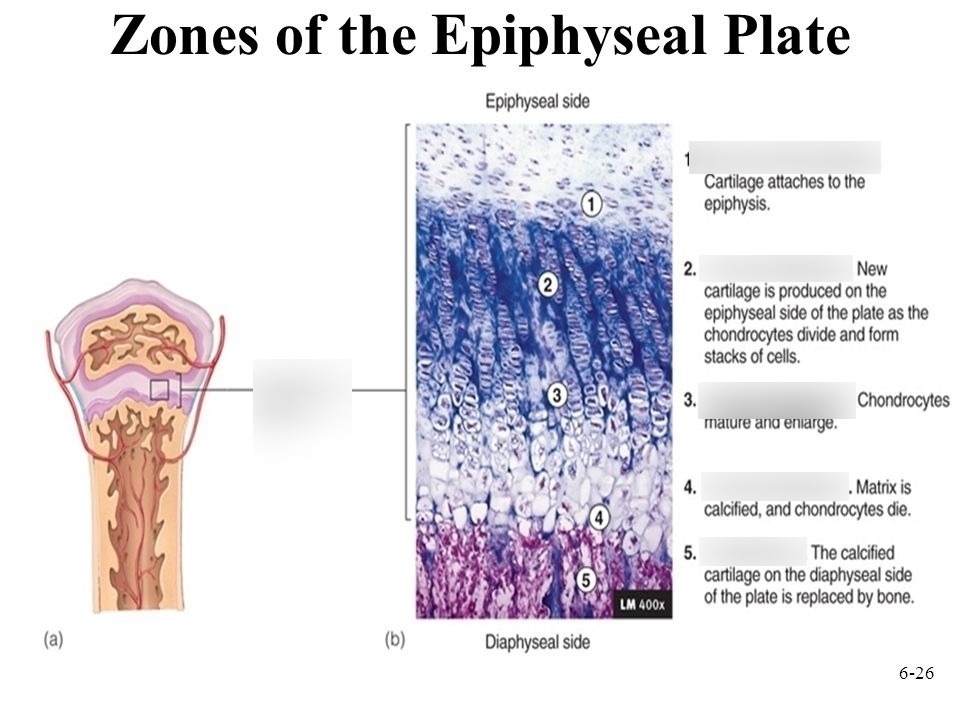 <p>cells enlarged and form columns</p>