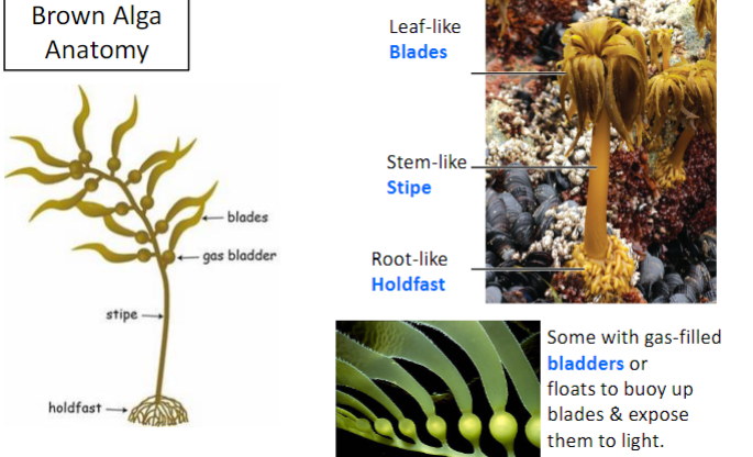 <p>mostly photosynthetic algae</p><p></p><p><strong>Diatoms</strong> (have a 2-part silica wall, a major component of marine phytoplankton, used in filters and polishes)</p><p><strong>Brown algae</strong> ( large, common,*multicellular independently , kelp, Photosynthetic with brown carotenoid pigments, gas bladders, exploited as a source of alginates)</p><p><strong>Oomycetes </strong>(water “molds”, white rusts, downy mildews, plastids lost, cause of potato blight/Irish potato famine)</p>