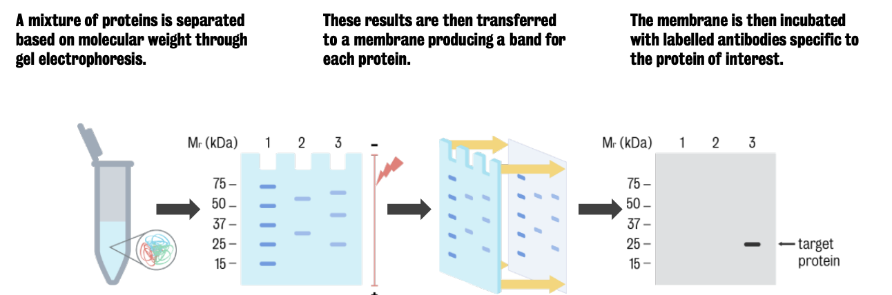 Schema of western blot