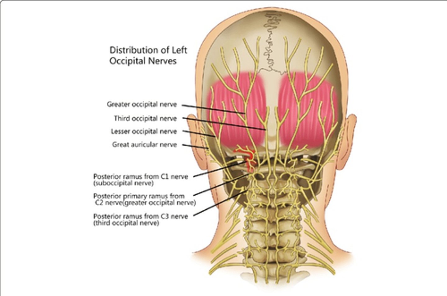 <p>• Posterior Rami of Middle Cervical Nerves</p>