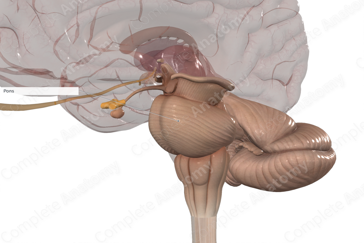 <p>The part of the brainstem between the midbrain rostrally and the medulla oblongata caudally.</p><p>Lies in the anterior part of the posterior cranial fossa. CN V is associated with the pons</p>
