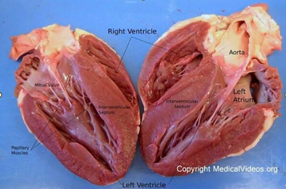 <ul><li><p>The right &amp; left side of the heart pump roughly the _SAME_ volume of blood per minute, BUT:</p></li><li><p>wall that immediately surrounds empty space is muscles</p></li><li><p>The right side (pulmonic) is relatively low-pressure</p><ul><li><p>smaller than left</p></li><li><p>thinner walls, less muscle, less force</p></li></ul></li><li><p>The left side (systemic) is high pressure</p><ul><li><p>The walls of the left side of the heart (especially the ventricle) are very thick, more muscle, more force</p></li></ul></li><li><p>Why?</p><ul><li><p>Right side delivers blood to in the same cavity, needs to travel shorter difference</p></li><li><p>Left side delivers blood to rest of body, head to toes, needs to travel farther</p></li></ul></li></ul><p></p>