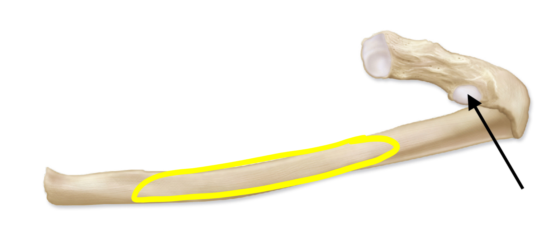 <p>What structure is highlighted </p>