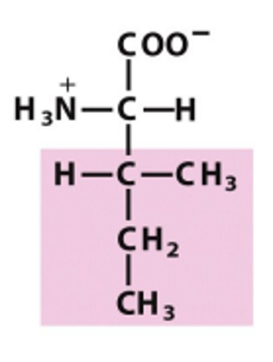 <p>Which amino acid is this?</p>