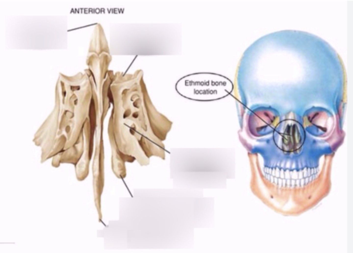 <p>forms part of the posterior portion of the nose, the orbit, and the floor of the cranium</p>