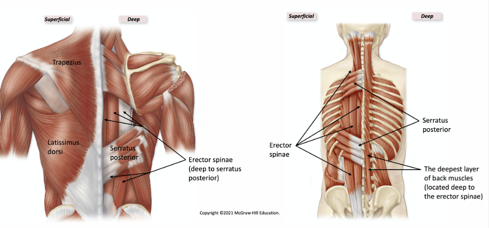 <p>external and internal intercostal</p>