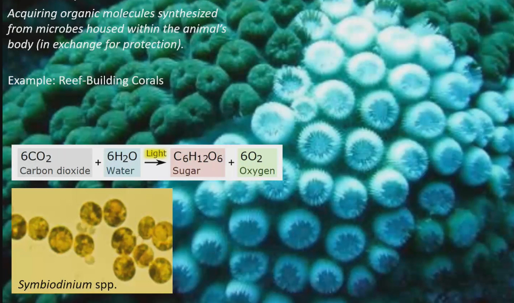 <ul><li><p>Acquiring organic molecules synthesized from microbes housed within the animal’s body (in exchange for protection)</p></li><li><p>Ex. Reef building corals</p><ul><li><p>Photosynthetic algae symbiodinium spp harboured in body</p></li><li><p>Corals protect green algae, in return symbiodinium does photosynthesis and provides sugar to the corals</p></li><li><p>White part of corals means its gone through ‘coral bleaching’. It’s gotten rid of symbiodinium, and so coral is white because thats the colour of the skeleton of the corals. Sometimes symbiodinium Get kicked out of coral because if there is so much heat or light, they do so much photosynthesis they produce so much ROS → no net benefit for corals</p></li><li><p>Without symbiodinium, corals can get food through bulk feeding through mesenterial filament</p></li></ul></li></ul><p></p>