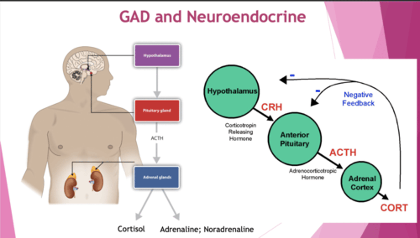 <p>↑HPA axis, ↑cortisol, ↑NA and A. Overstimulation of SNS.</p>