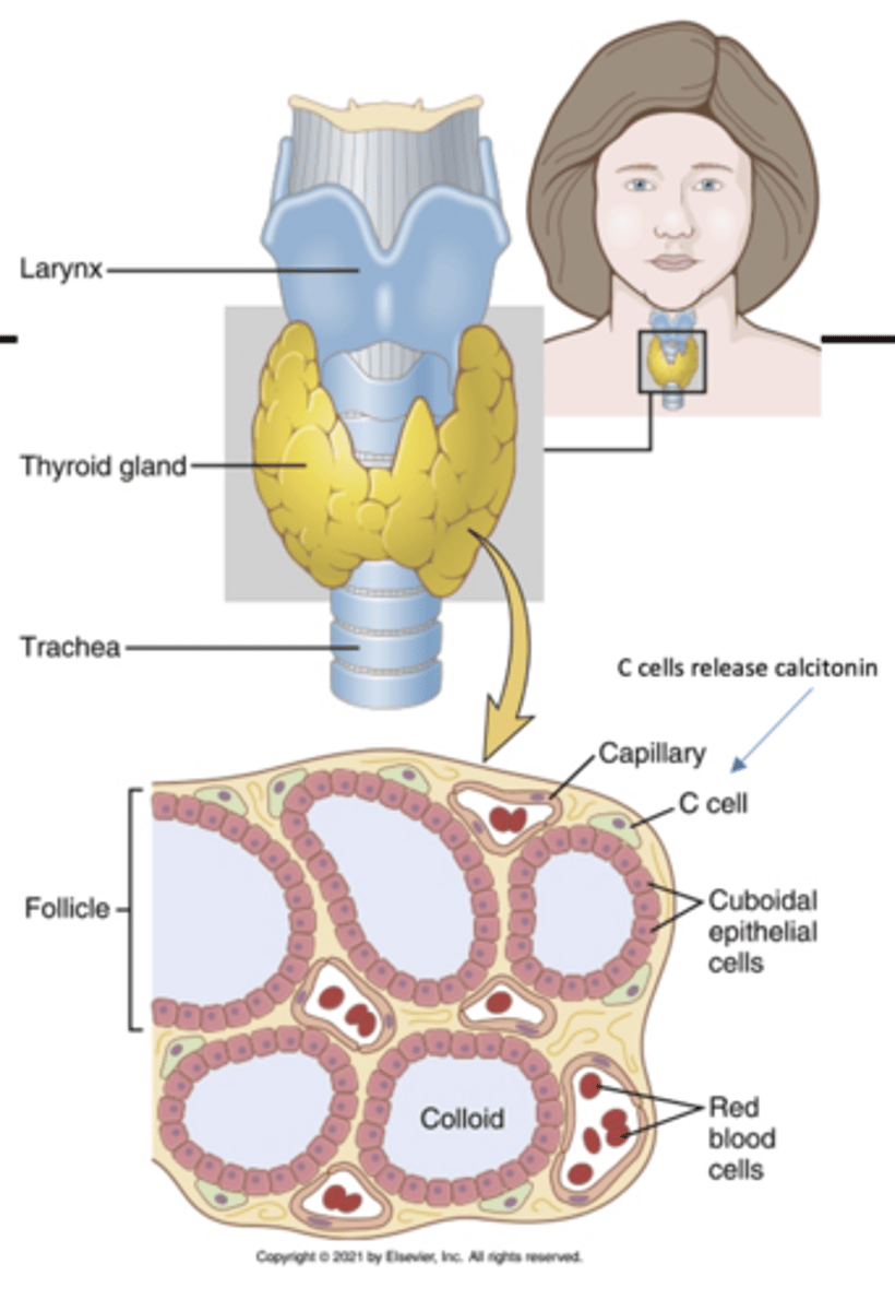 <p>features of the thyroid gland:</p>