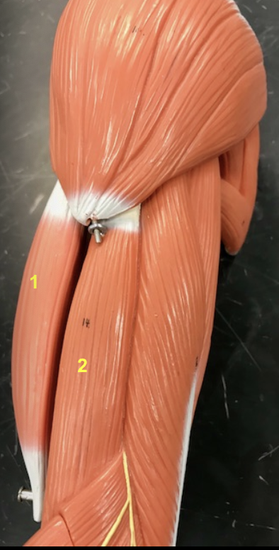 <p>(1) Biceps Brachii and (2) The Brachialis </p><p>*This is the lateral view of the arm. </p>
