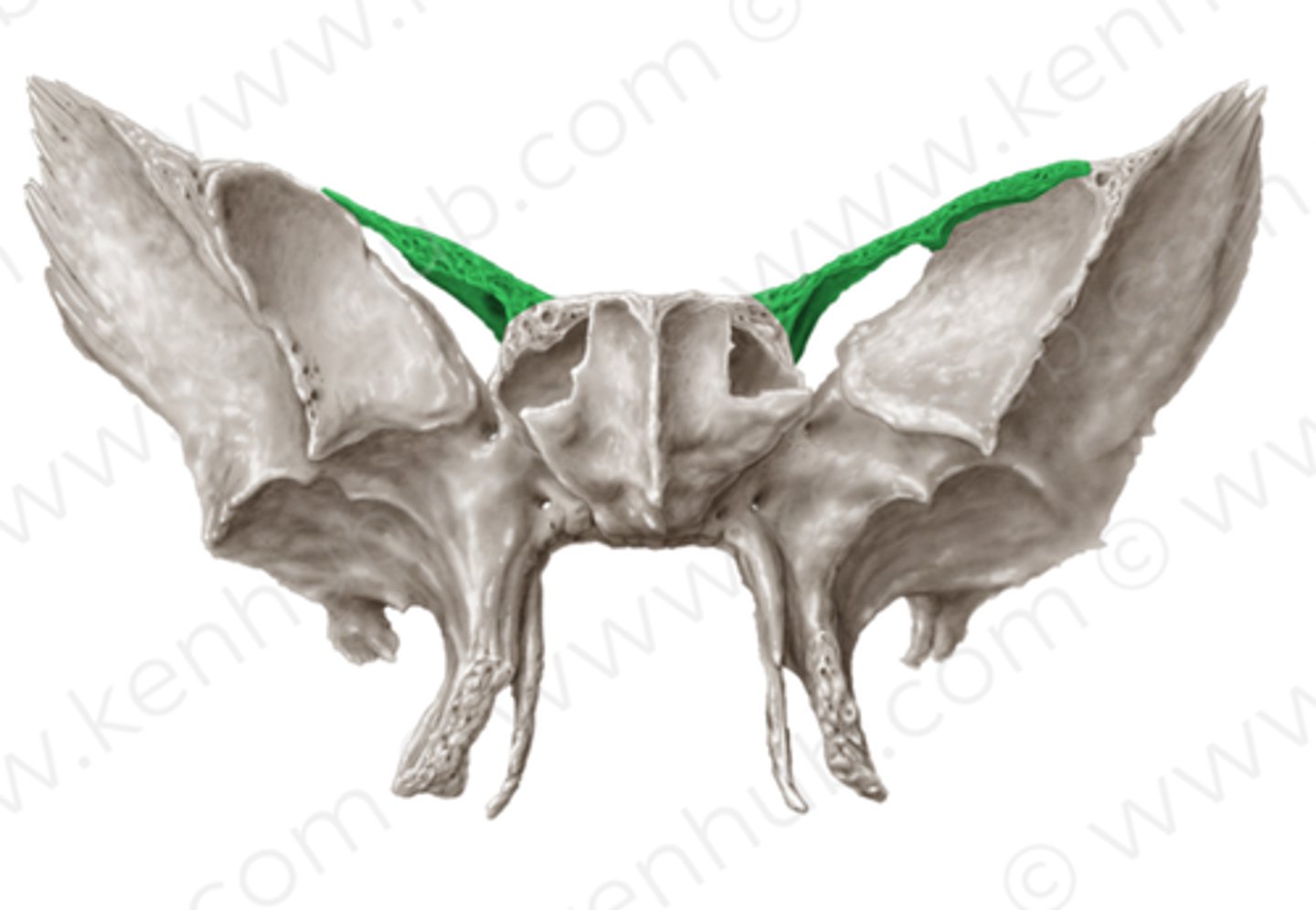 knowt flashcard image