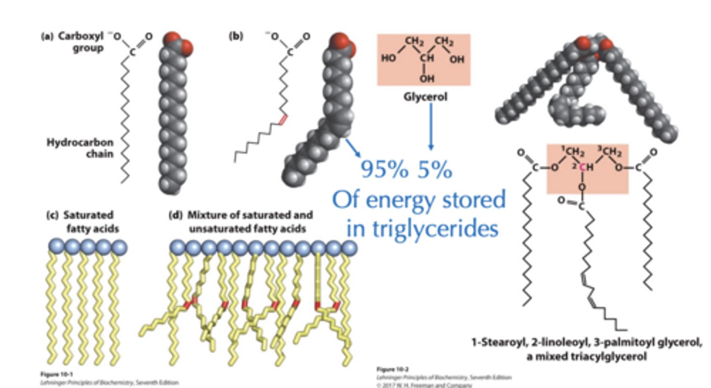 <p>Cleave Fatty Acids from Glycerol Backbone of Triacylglycerides</p>